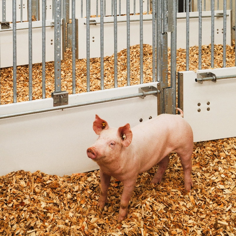 Der Wohlfühlbereich mit Hackschnitzeln Der Wohlfühlbereich mit Hackschnitzeln