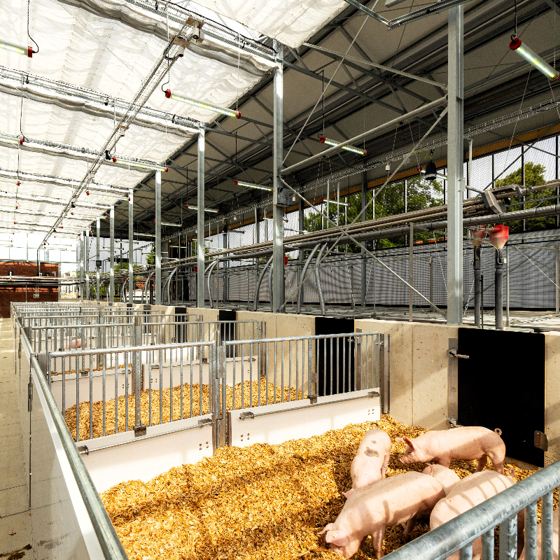 Gegenüber des Aktivitätsbereiches gelangen die Schweine zum Futter und zu ihrer „Toilette“ Gegenüber des Aktivitätsbereiches gelangen die Schweine zum Futter und zu ihrer „Toilette“